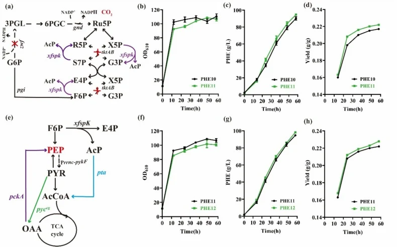 Modification and dynamic regulation of the central metabolic pathway. (a) Design of an NADPH-independent pentose phosphate pathway for reducing CO2 emission. Growth (b), l-PHE production (c), and yield of l-PHE (d) of the strains PHE10 (circle) and PHE11 (square) in fed-batch fermentations with 50 L