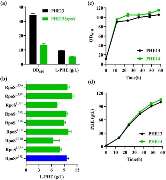 Identification and engineering of global regulation factor. (a) Growth and l-PHE production of the strains PHE13 and PHE13ΔrpoS in batch fermentation with shake flask. (b) Measurement of the l-PHE production of the reference strain RpoS*33L and the characterized RpoSL33X mutants, especially, the 33r