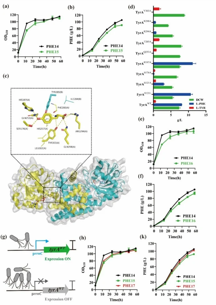 Growth (a) and l-PHE production (b) of the strains PHE14 (circle) and PHE15 (square) in fed-batch fermentation with a 50 L bioreactor. (c) The crystal structure of the EcTyrA protein and details of the interaction between TyrA and its substrate analog l-tyrosine. (d) Measurement of cell growth and l