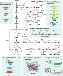 Rational metabolic engineering of Escherichia coli for the i