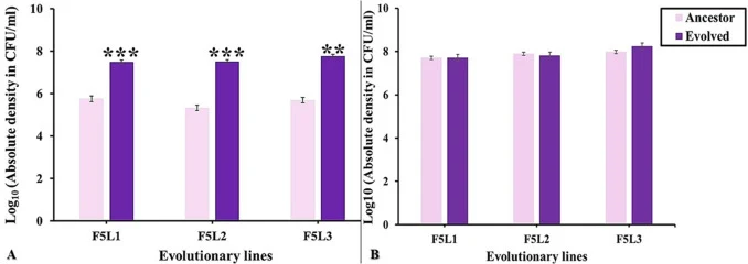 Growth performance of ancestral and evolved B. inaquosorum lines in nanoplastic and glucose environments, based on colony counts. (A) Growth in plastic only BH medium: absolute cell densities (log₁₀ CFU/mL) after 48 h growth in BH medium with 200 mg/L PS nanoplastics as the sole carbon source. (B) G