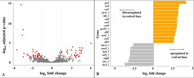 Global transcriptional reprogramming in plastic-selected lines under polystyrene nanoplastic exposure. (A) Volcano plot showing differential gene expression between pooled evolved lines (F5LxPS) and the ancestor (EC30O5B-F5) grown in BH medium with 200 mgL-1 PS and 0.8 % glucose. Red dots indicate g