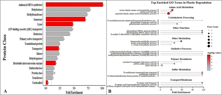 Functional enrichment of plastic-responsive genes in the evolved lineage. (A) Protein class enrichment based on Panther annotations. Significantly overrepresented classes (Fisher’s exact test, p < 0.05; shown in red) include aminoacyl-tRNA synthetases, lyases, isomerases, and metabolite interconvers