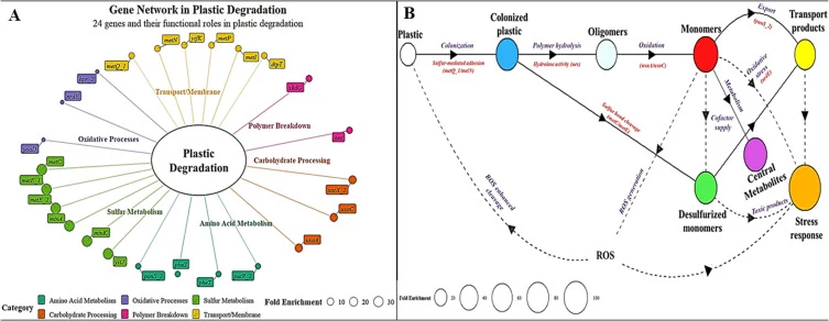 Modular gene network and pathway model of plastic degradation in the plastic-selected lines. (A) Functional gene network depicting the 24 most plastic-responsive genes grouped by major functional categories: amino acid metabolism, sulfur metabolism, oxidative processes, polymer breakdown, carbohydra