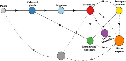Experimental evolution of Bacillus inaquosorum reveals multi