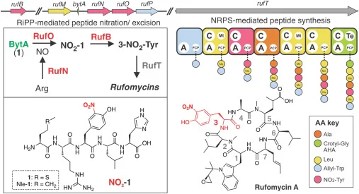 Rufomycin BGC含有一条RiPP途径以生成