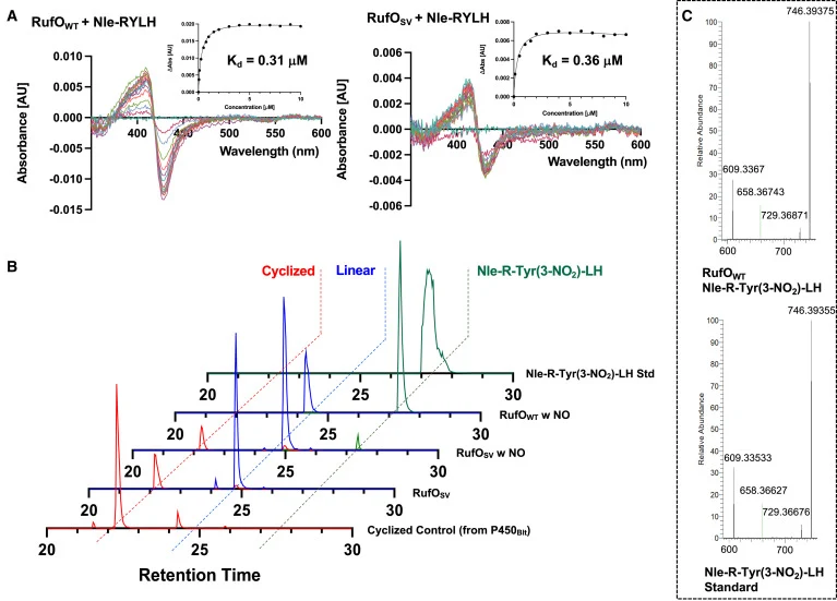 In vitro characterization of RufO-catalyzed nitration of Nle-1 Substrate-binding traces with affinities for RufO and RufO_SV mutant for Nle-1 (A); turnover traces for RufO, RufO_SV, and P450Blt with Nle-1 (B); and comparison of MS2 fragmentation of nitrated Nle-1 from RufO turnover with synthetic st