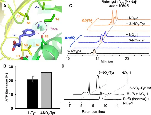 Evaluating incorporation of NO2-Tyr into rufomycin and release from NO2-1 AlphaFold model of the RufT A3 domain with overlay of Phe from PheA A-domain (PDB: 1AMU) showing key selection residues 1–9 plus unusual Lys residue (A); γ18O4 -ATP exchange assay of substrate activation for l-Tyr and 3-NO2-Ty