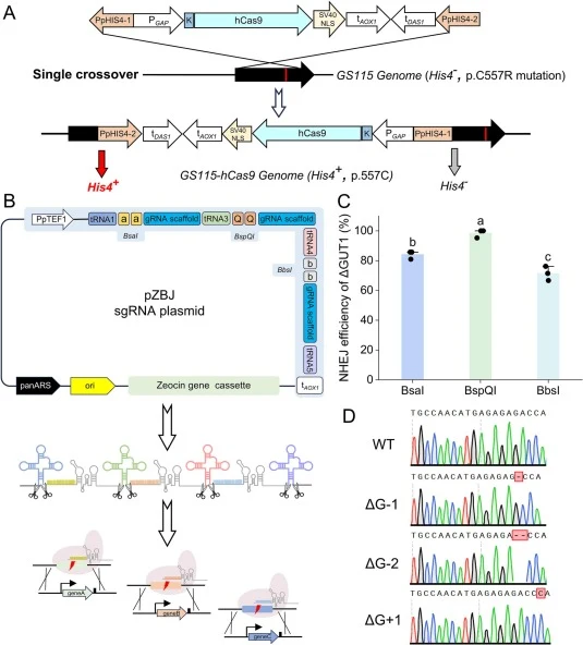 Construction and functional verification of the CRISPR-Cas9 gene editing system in Pichia pastoris. (A) Resistance-free integration of hCas9 was achieved by leveraging the histidine auxotrophy of P. pastoris GS115. (B) The gRNA-tRNA array and type IIS restriction endonucleases were used to construct