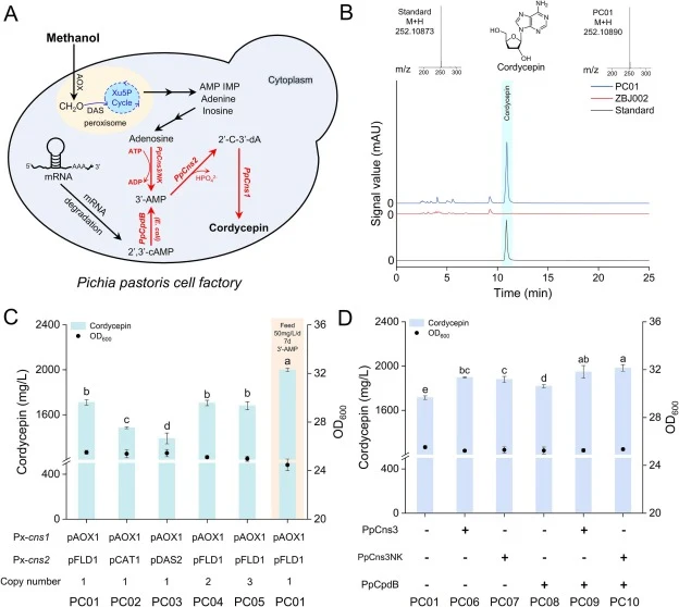 利用CRISPR-Cas9系统在毕赤酵母中构建和优化虫草素生物合成途径。(A) 工程化毕赤酵母以实现细胞质中虫草素生物合成的示意图。