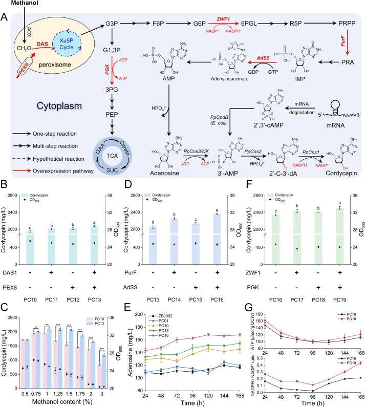 Improving cordycepin production using multi-pathway engineering strategies. (A) Schematic diagram of using the CRISPR-Cas9 system to perform multi-pathway modification to increase cordycepin production. CH2O, formaldehyde; Xu5P, xylulose 5-phosphate; G3P, 3′-phosphate-glyceraldehyde; G1,3P, 1′,3′-bi