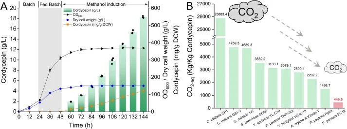 Low-carbon and high-efficiency synthesis of cordycepin was achieved in a Pichia pastoris cell factory through high-density fermentation. (A) Overproduction of cordycepin was achieved in a 10 L fermenter. (B) CO2 emissions equivalent per kg of cordycepin synthesized by different cell factories. The d