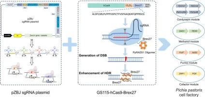 Constructing CRISPR-Cas9 system for metabolic reprogramming