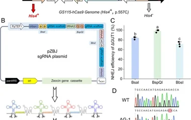 基于CRISPR-Cas9的毕赤酵母代谢重编程合成虫草素