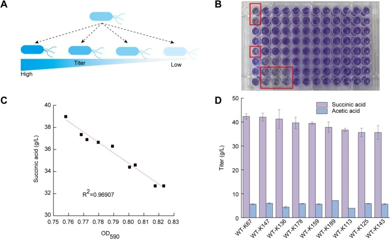 Screening of high-titer parental strains of A. succinogenes using bromocresol purple as the pH indicator. (A) Metabolic heterogeneity among strains with the same genetic background but distinct phenotypes. (B) Color variation of nine high-titer strains identified through bromocresol purple screening