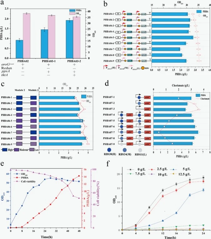 Overview of systems metabolic engineering conducted for E. coli to overproduce PHBA in this study. (a) PHBA production was obtained with engineered strains in shake flasks. Redun, redundancy pathways including poxB, ldhA; ppsA, phosphoenolpyruvate synthase; tktA, transketolase; aroG S180F , 3-deoxy-