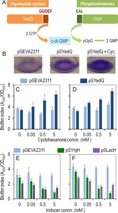 Quantification of biofilm formation by Pseudomonas putida KT2440 carrying the YedQ diguanylate cyclase or the YhjH phosphodiesterase from Escherichia coli under control of the ChnR/P chnB expression system. (A) The synthesis and hydrolysis of cyclic diguanosine monophosphate (c-di-GMP) is controlled
