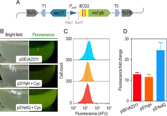 Construction and validation of a fluorescence-based biosensor to assess the content of cyclic diguanosine-monophosphate (c-di-GMP) in vivo. (A) Structural organization of the relevant elements borne by Pseudomonas putida KT-BG-PelA. The functional elements inserted in the chromosome of this bacteriu