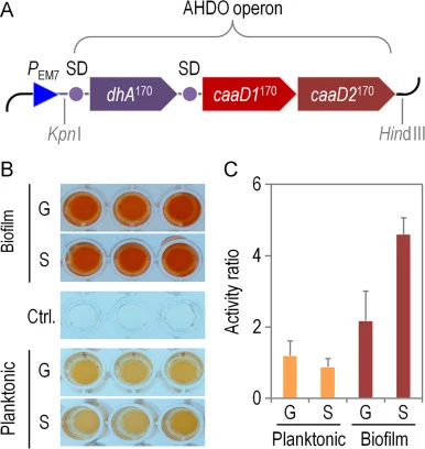 Performance of the alkyl halide degradation operon (AHDO) in planktonic or surface-associated Pseudomonas putida cells. (A) Schematic representation of the synthetic operon in which dhaA 170, caaD1 170, and caaD2 170 are placed under control of the constitutive P EM7 promoter as a single transcripti