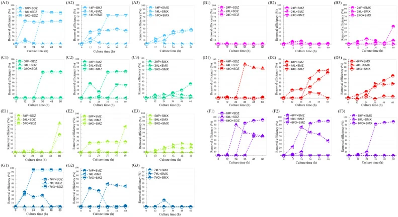 Effect of recombinant strains with different signal peptides on the removal of sulfonamide antibiotics (1.0 mg/L). (A1), (B1), (C1), (D1), (E1), (F1), (G1): SDZ, sulfadiazine; (A2), (B2), (C2), (D2), (E2), (F2), (G2): SMZ, sulfamethazine; (A3), (B3), (C3), (D3), (E3), (F3), (G3): SMX, sulfamethoxazo