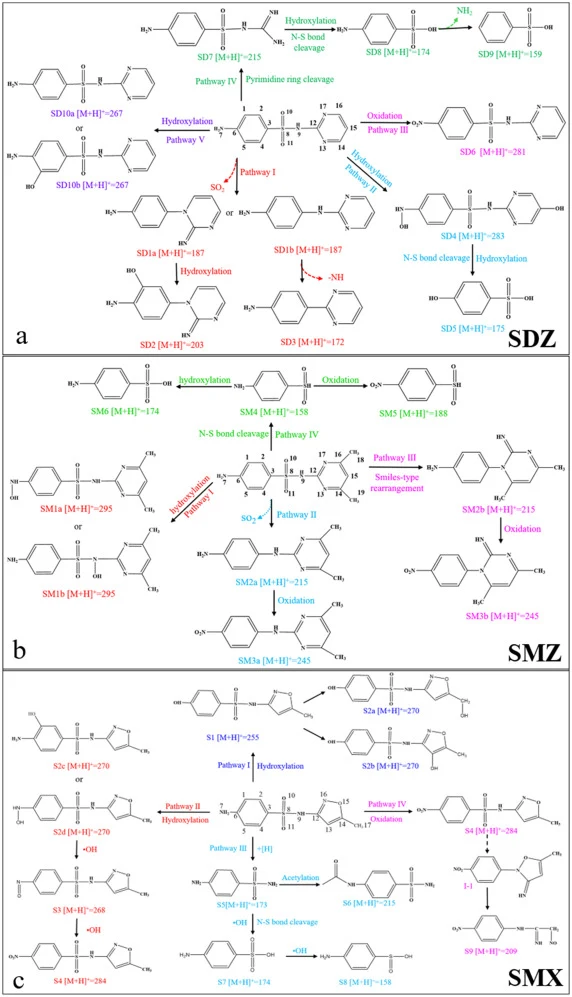 磺胺类抗生素的 proposed 转化途径。SDZ,磺胺嘧啶;SMZ,磺胺二甲嘧啶;SMX,磺胺甲噁唑。