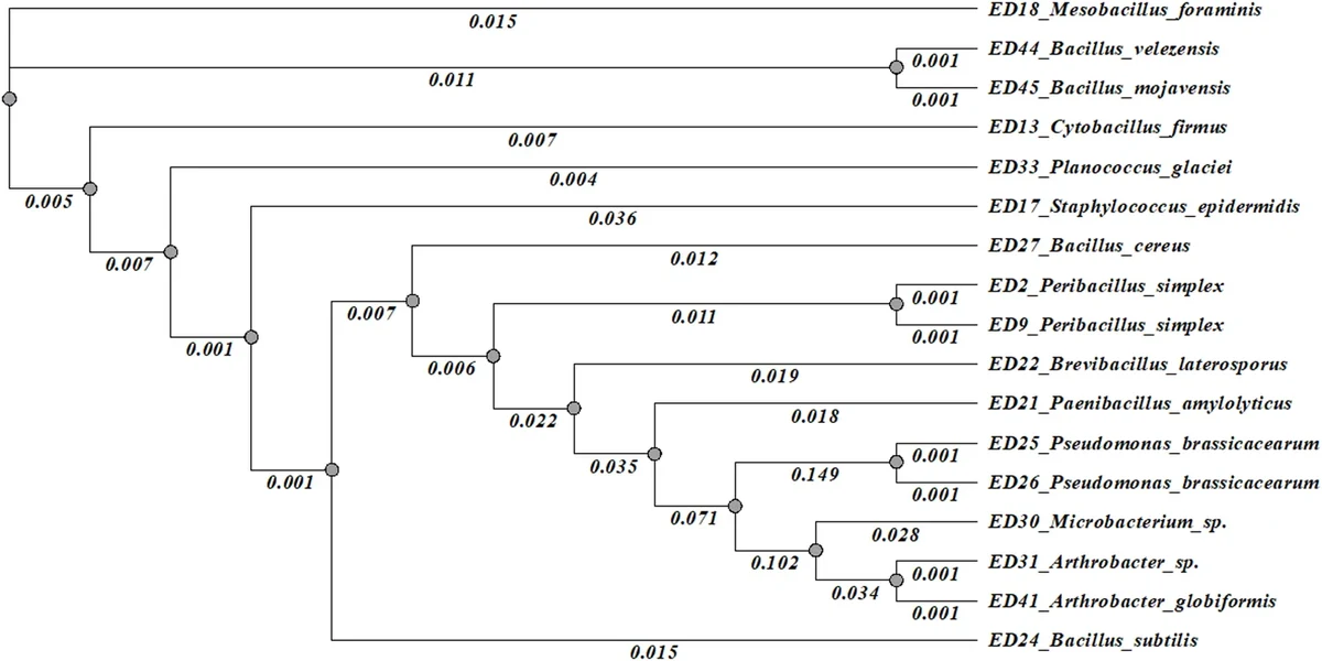 Endophytic Bacillus subtilis ED24 from Ziziphus lotus (L.) D