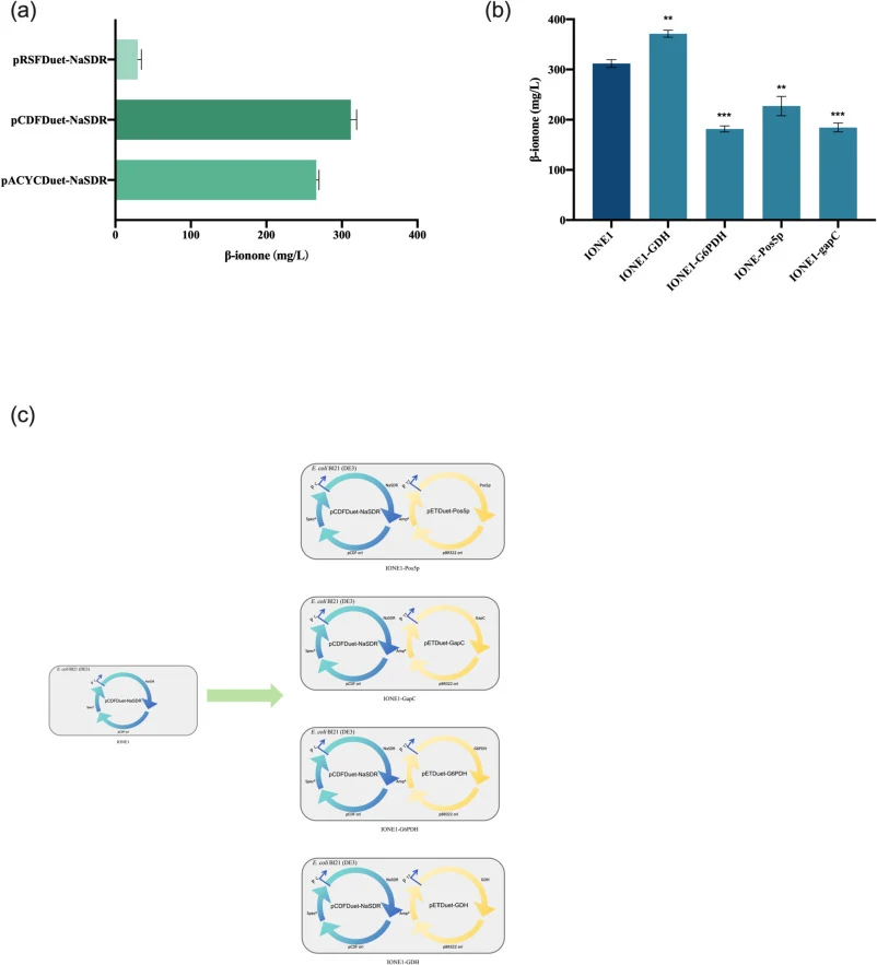 Optimization of E. coli β-ionone biosynthetic module. (a) Effect of different plasmid backbones (pACYCDuet-1, pETDuet-1, pCDFDuet-1) on β-ionone production. (b) Enhancement of β-ionone yield using various NADPH regeneration enzymes (G6PDH, GDH). (c) Establishment of the optimized β-ionone-producing