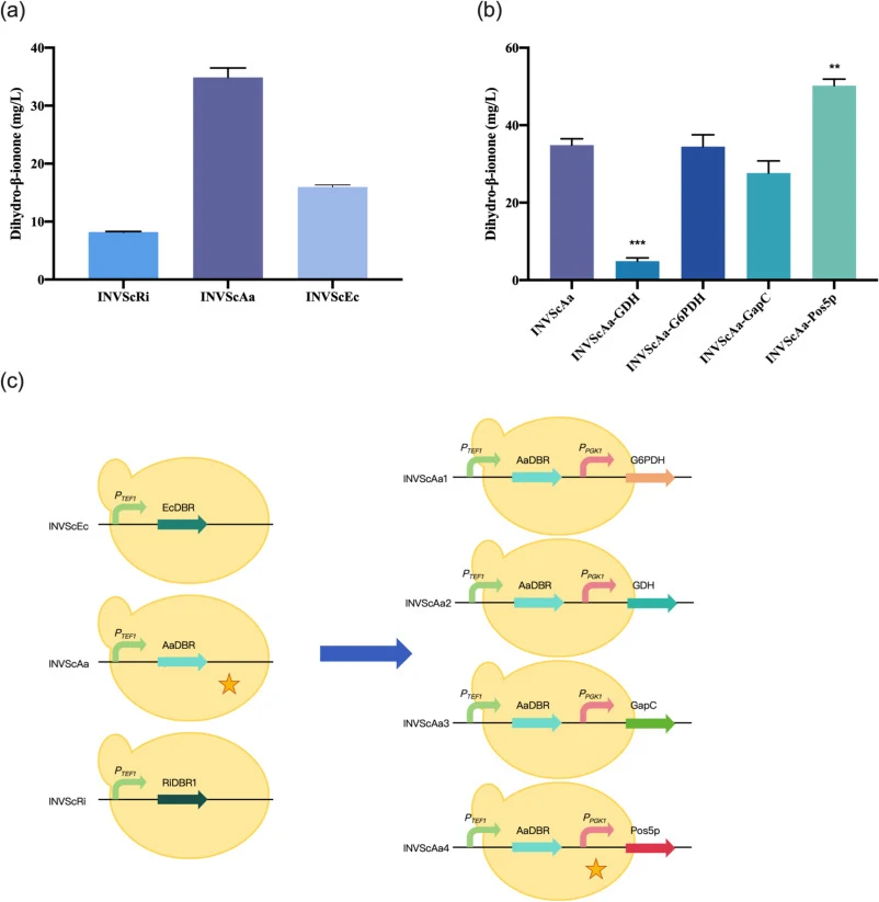 Construction and evaluation of S. cerevisiae modules for dihydro-β-ionone production. (a) Dihydro-β-ionone production in S. cerevisiae INVSc1 strains expressing different DBR1 candidates: AaDBR1 (Artemisia annua), RiDBR1 (Rubus idaeus), and EcDBR1 (Erigeron canadensis). (b) Effect of coexpression of