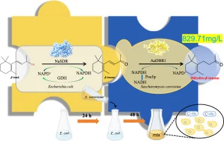 Optimized co-fermentation strategy for efficient production