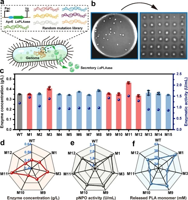 Construction of the screening library for LsPLAase directed evolution. (a) Schematic diagram of construction of secretory LsPLAase random mutation library. (b) Clear zone formed on the emulsified PLA-containing agar plate for screening of superior LsPLAase variants. The variants generated larger cle