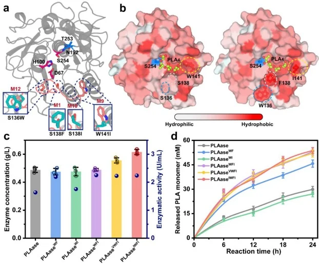 Construction and structural analysis of the LsPLAase combined variants. (a) Overall structure of LsPLAase modeled by Alphafold 3, the catalytic triad, oxyanion hole and mutated sites are shown as pink, blue and light red sticks, respectively. Enlarged view of substitutive residues are shown as marin