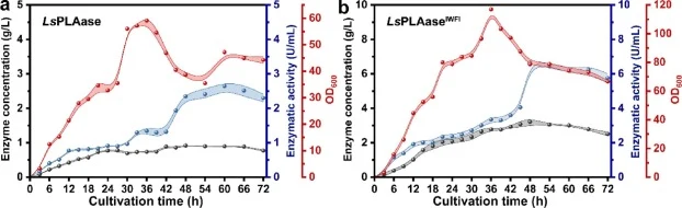 Scale-up fermentation of LsPLAase (a) and LsPLAaseIWFI (b) in 5-L bioreactor. All measurements were conducted in triplicate. The mean values are exhibited as spherical shape and the standard deviation values are exhibited by alternating stripes.