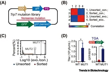 Using cell-free phage-assisted evolution (PAE) to screen tryptophan suppressor tRNA (TrpT). (A) Plasmids used in the optimized cell-free phage production system for directed evolution of TrpT. (B) Heatmap showing correlations between the next-generation sequencing (NGS) data of the control (con.) an