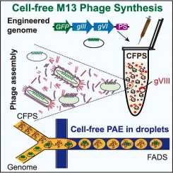 A cell-free bacteriophage synthesis system for directed evol