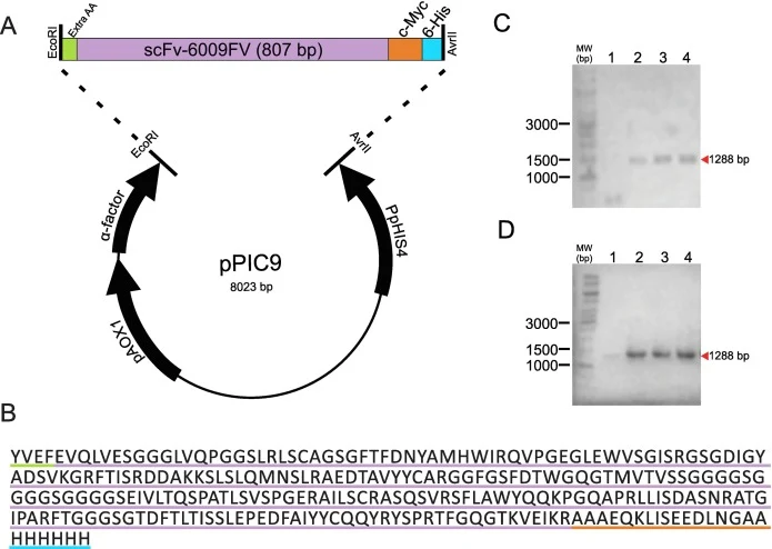 Genomic construction of pPIC-scFv-6009FV. A) In silico plasmid design for the expression of recombinant scFv-6009FV in P. pastoris GS115; B) Protein sequence indicating the 4 extra amino acids (green line), c-Myc sequence (orange line) and the 6-His tag (blue line); C) PCR electrophoresis of the lig