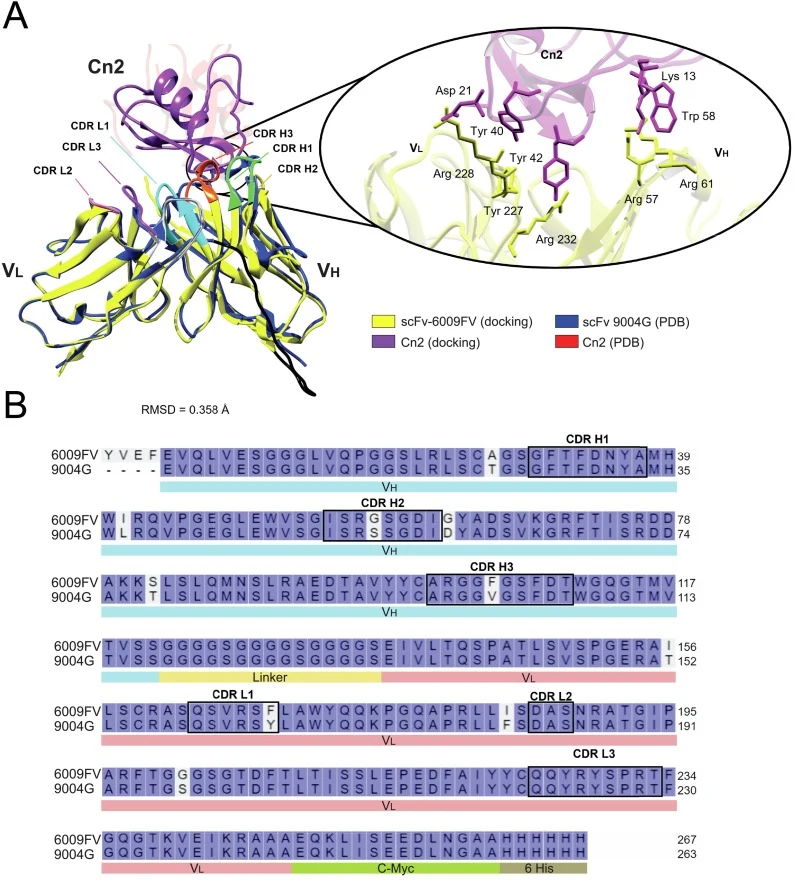 In silico molecular interaction of scFv and Cn2 toxin. A) Structural comparison between the scFv-6009FV + Cn2 (ribbon purple and yellow) and the crystal structure of scFv 9004G + Cn2 (ribbon blue and red), the structural differences were measured with an RMSD value of 0.358 Å. The zoom in the image