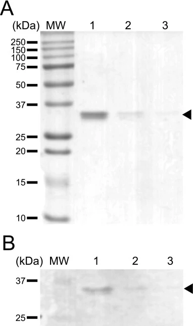 Analysis of scFv-6009FV purification by Ni-NTA column. A) SDS-PAGE 12.5 % and B) Western blot using an anti-His6 antibody. Lanes 1: scFv-6009FV eluted with 30 mM imidazole, Lanes 2 and 3: scFv-6009FV eluted with 300 mM imidazole. MW, molecular weight marker. Black head arrows indicate the recombinan