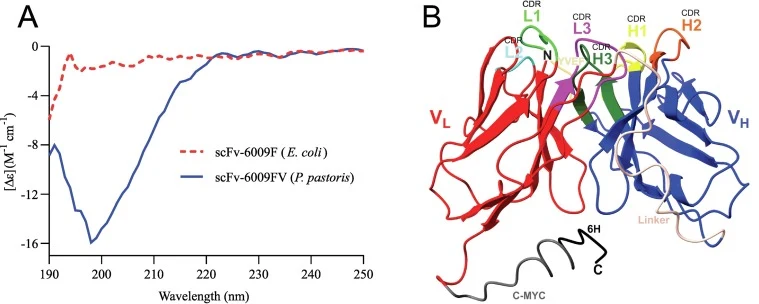 Protein analysis by circular dichroism (CD) and 3D modeling. A) Circular dichroism (CD) spectra of recombinant scFv-6009F produced in E. coli and scFv-6009FV produced in P. pastoris B) Structural prediction model of scFv-6009FV produced in P. pastoris using I-TASSER (Iterative Threading ASSEmbly Ref