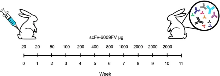 Protocol designed to identify and obtain antibodies in the serum of immunized White Zealand rabbits. Initial doses of recombinant scFv-6009FV produced by P. pastoris were administered at 0 and first week; after this period, subsequent doses were administered every week with increased quantities of t