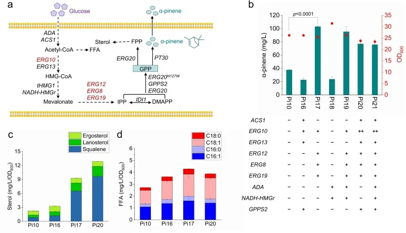 Enhancement of α-pinene synthesis by strengthening MVA pathway. (a) Schematic of the metabolic pathway for α-pinene biosynthesis in yeast. (b) Engineering the MVA pathway to enhance the α-pinene synthesis. “+” indicates gene overexpression and “-” indicates no editing. (c) Sterol content in the engi