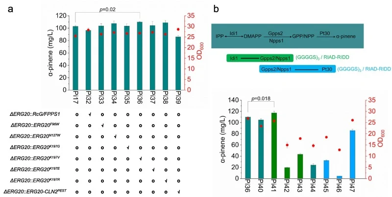 Strategies to increase the specificity of GPP synthases. (a) The application of replacing endogenous Erg20 with Erg20 mutants and isozymes to improve α-pinene production. “√” indicates gene replacement and “○” indicates no editing. (b) The construction of multienzyme cascade biocatalysis of Idi1, GP