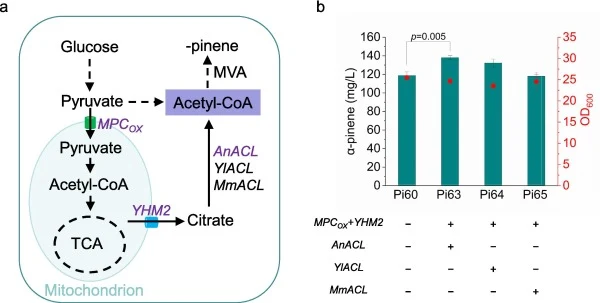 Optimizing acetyl-CoA pathways for α-pinene biosynthesis. (a) Schematic diagram of cytosolic acetyl-CoA pathways in yeast. (b) Improvement of acetyl-CoA supply to enhance the α-pinene synthesis. “+” indicates gene overexpression and “-” indicates no editing. Statistical significance was tested by th