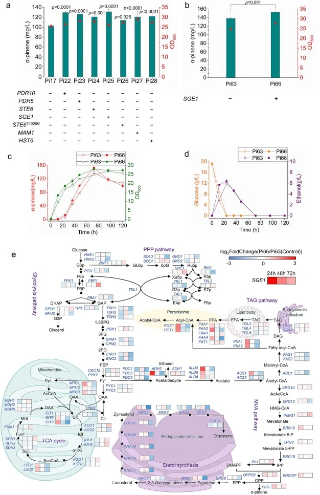 Transporter Sge1 improves α-pinene production. (a) The screening of transporters to enhance α-pinene production. PDR10, PDR5, STE6 and SGE1 are from S. cerevisiae. MAM1 is from Schizosaccharomyces pombe. HST6 is from Candida albicans. (b) The expression of Sge1 in the optimal strain Pi63 to obtain P