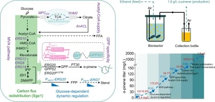 Dynamic regulation and enhancement of synthetic network for