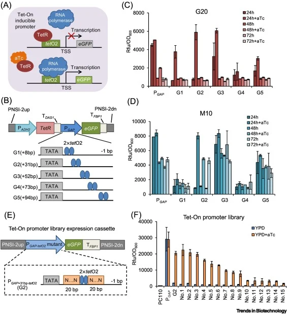 Anhydrotetracycline (aTc) inducible promoter library construction in Pichia pastoris. (A) Formation of Tet-On inducible promoters. Tet repressor (TetR) protein was naturally associated with the tetO2 operator sequence to prevent RNA polymerase from initiating transcription; aTc caused a conformation