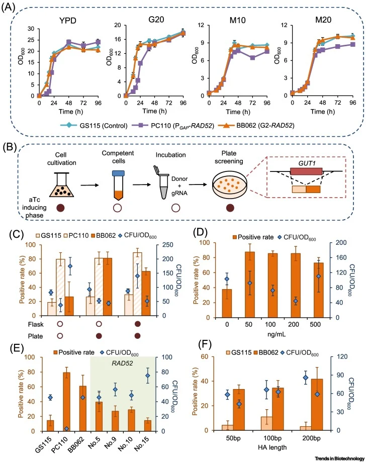 Evaluation of anhydrotetracycline (aTc) induction pattern optimization and homologous recombination (HR) efficiency. (A) Growth curves of strains GS115, PC110, and BB062 in YPD, MM-G20, MM-M10, and MM-M20 media. (B) CRISPR-Cas9 editing and the aTc induction phase. Filled circles indicate aTc additio