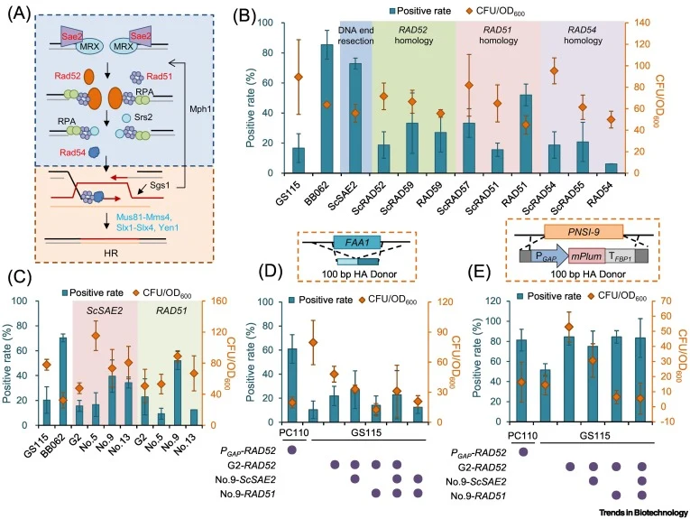 Regulation of homologous recombination (HR) editing for single gene deletion and integration via the Tet-On promoter library. (A) Schematic of precise HR genome editing. Genes in red were overexpressed to enhance the HR efficiency of single gene integration. Genes in blue were manipulated to enhance