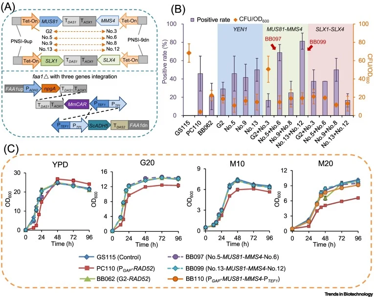 Adaptive regulation of the multi-invasion-rearrangement process for multiple fragment integration via the Tet-On promoter library. (A) Expression cassettes of MUS81-MMS4 and SLX1-SLX4 complexes overexpressed by the Tet-On promoter library (top), and schematic of FAA1 deletion with npgA, MmCAR, and S