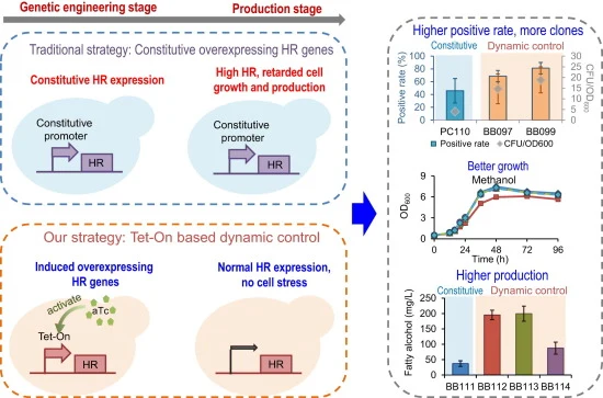 Inducible regulating homologous recombination enables precis