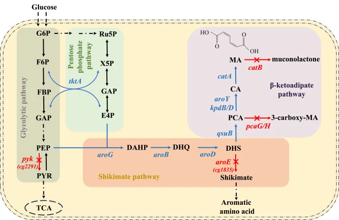 Metabolic pathway for muconic acid production in Corynebacterium glutamicum. The engineered path is depicted by the blue lines, while the disrupted genes are denoted by the red line. Dashed arrows indicate multiple enzyme reactions. G6P, glucose-6-phosphate; F6P, fructose 6-phosphate; FBP, fructose